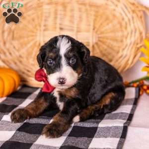 Hercules, Bernedoodle Puppy